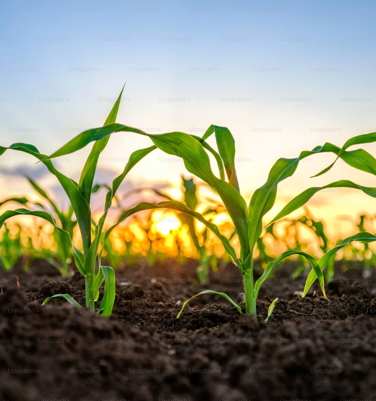 Agriculture Fertilizers